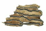 Mammoth Molar Slice With Case - South Carolina #291200-1